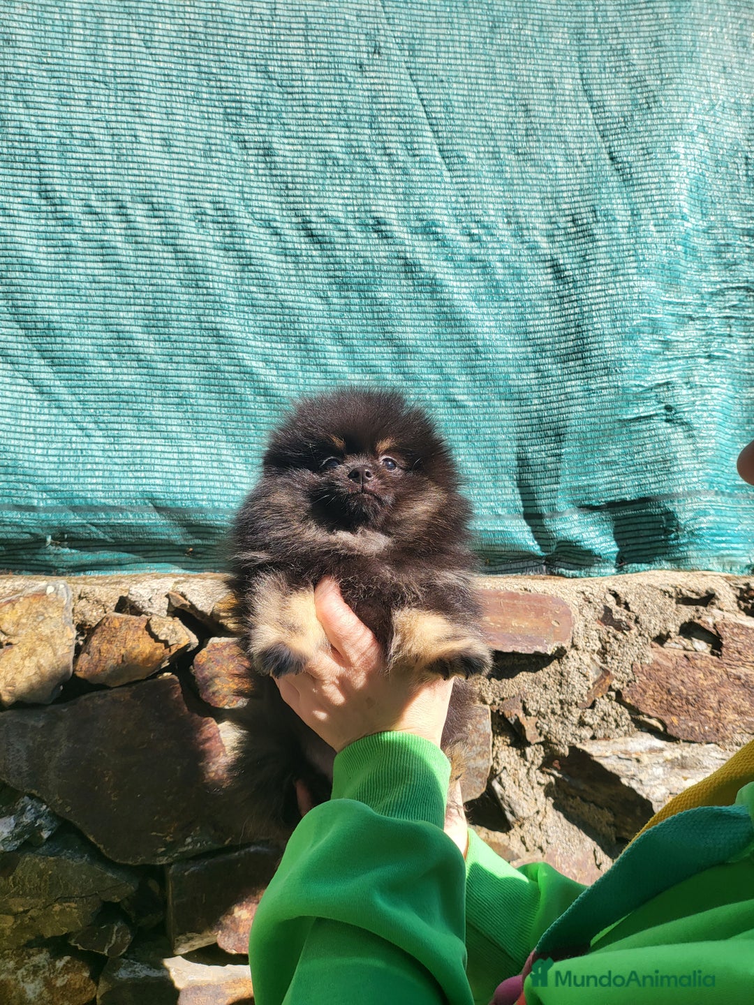 Pomerania perros en venta: Hembrita Black and tan  - Imagen 1