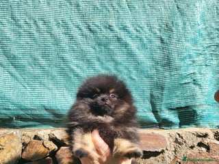 Pomerania perros - Anuncio 2