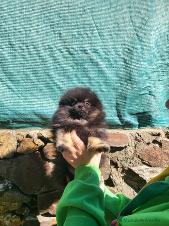 Pomerania perros - Anuncio 7