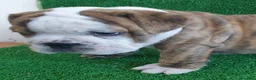 Bulldog Inglés perros en venta: BULLDOG INGLÉS - Anuncio 8