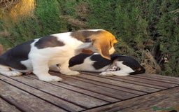 Beagle perros en venta: Disponibles cachorros Beagle  - Imagen 2