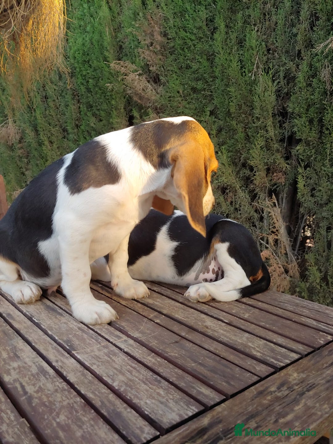 Beagle perros en venta: Disponibles cachorros Beagle  - Imagen 2