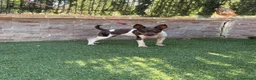 Gos Rater Valencià perros en venta: Cachorra ratonera valenciana arlequín  - Anuncio 2