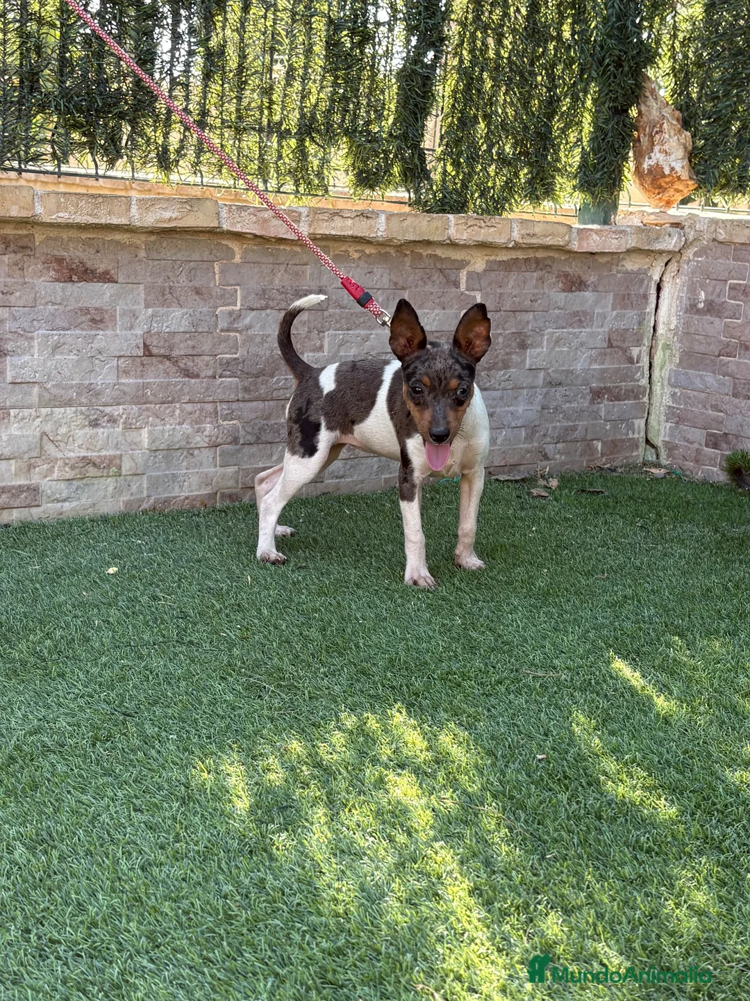 Gos Rater Valencià perros en venta: Cachorra ratonera valenciana arlequín  - Anuncio 2