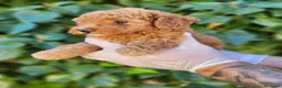 Caniche Enano perros en venta: Caniches hembras preciosas! - Anuncio 4