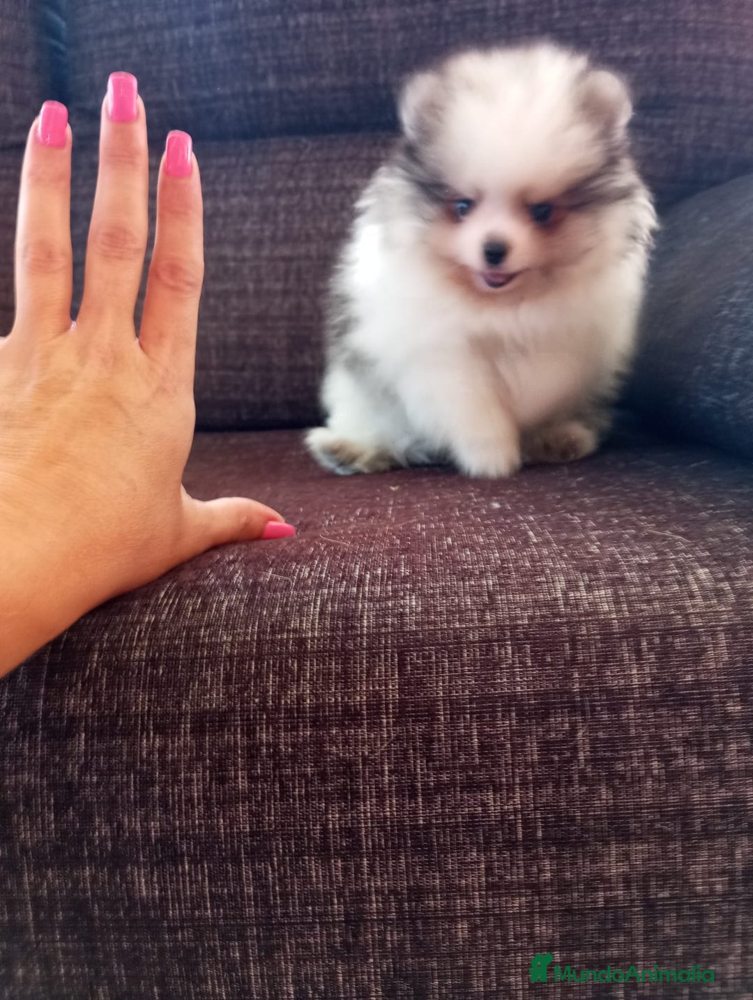 Pomerania perros en venta: Pomerania de Lulú - Anuncio 4