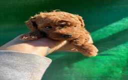 Caniche Toy perros en venta: Caniche micro toy  - Imagen 8