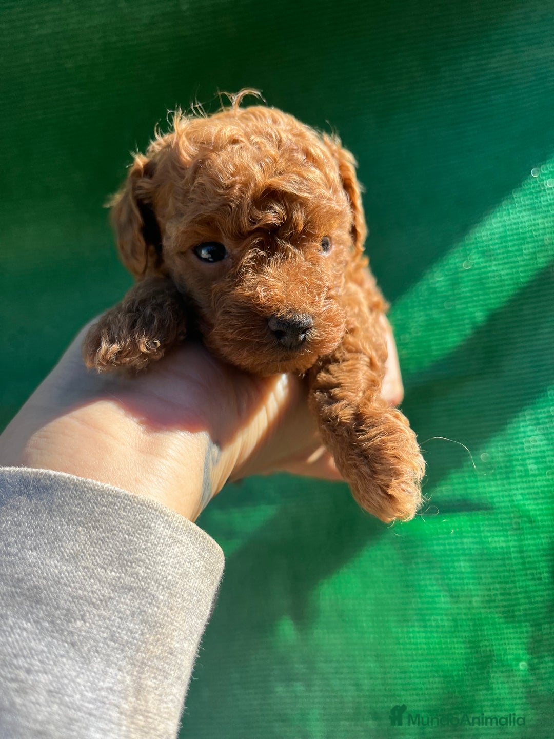 Caniche Toy perros en venta: Caniche micro toy  - Imagen 8