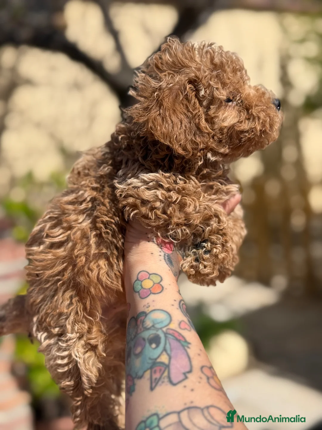 Caniche Enano perros en venta: Caniches enanos apricot  - Anuncio 6