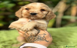 Cocker Spaniel Inglés perros en venta: Cocker inglés dorado - Anuncio 7