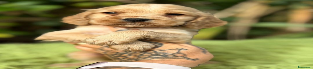 Cocker Spaniel Inglés Cachorro 1