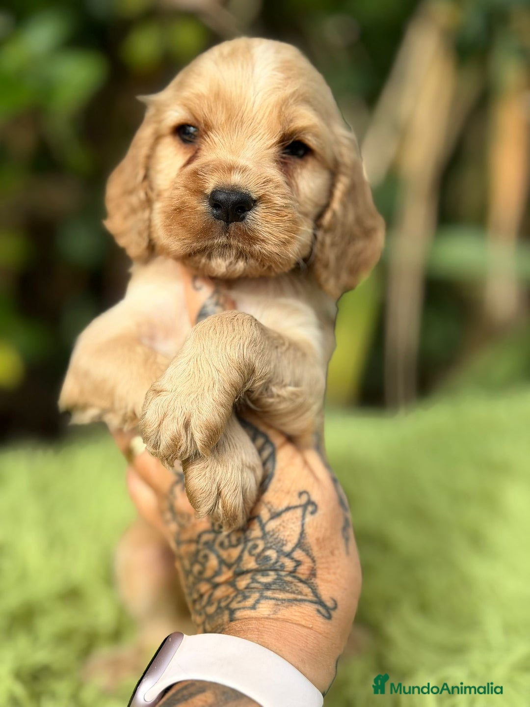 Cocker Spaniel Inglés perros en venta: Cocker inglés dorado - Anuncio 7