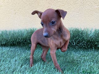 Pinscher Miniatura perros Mini pinscher miniatura hembra - Anuncio 4