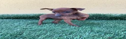 Pinscher Miniatura perros en venta: Mini pinscher miniatura hembra  - Anuncio 1