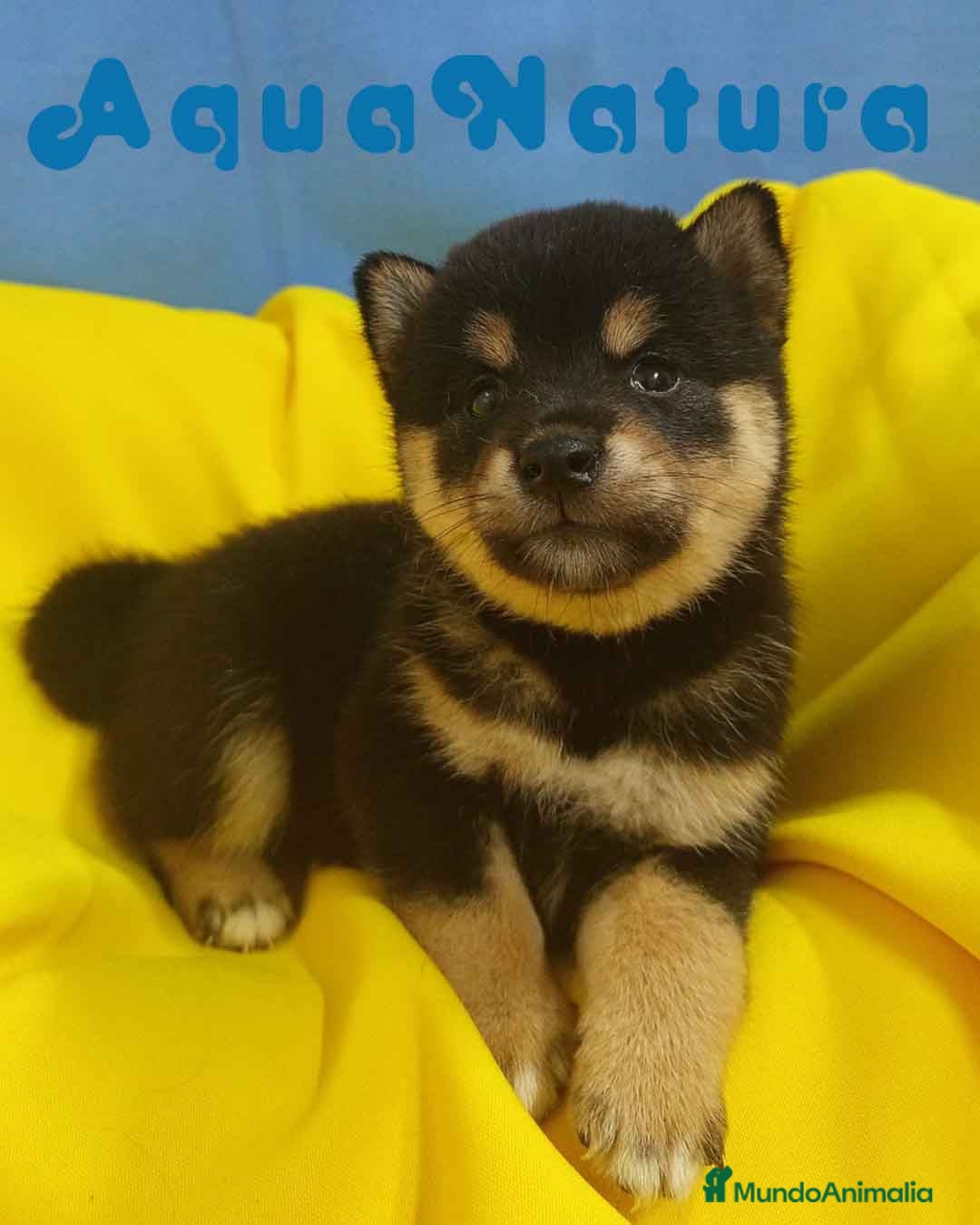 Shiba Inu perros Camada Shiba Inu de Mar y Silvio AQUANATURA - Anuncio 2