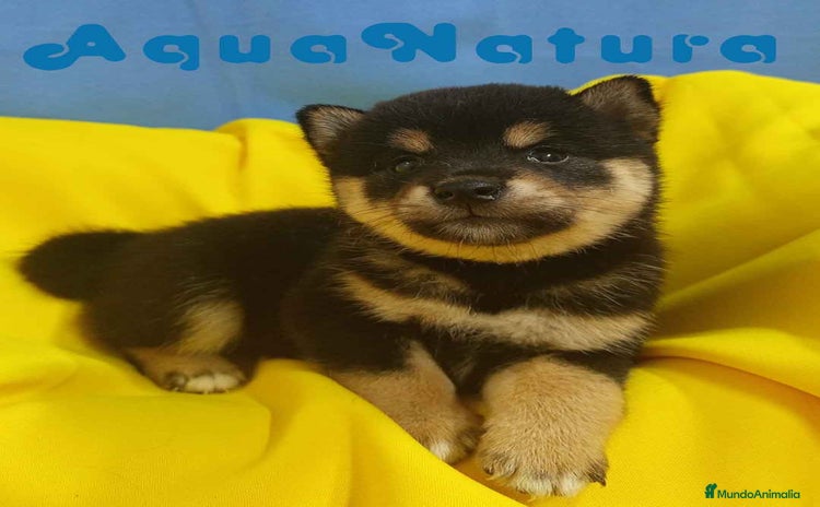 Shiba Inu perros - Anuncio 1