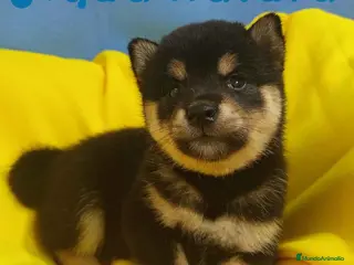 Shiba Inu perros Camada Shiba Inu de Mar y Silvio AQUANATURA - Anuncio 18