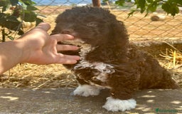 Perro de Agua Español perros en venta: Perro de agua español  - Imagen 2