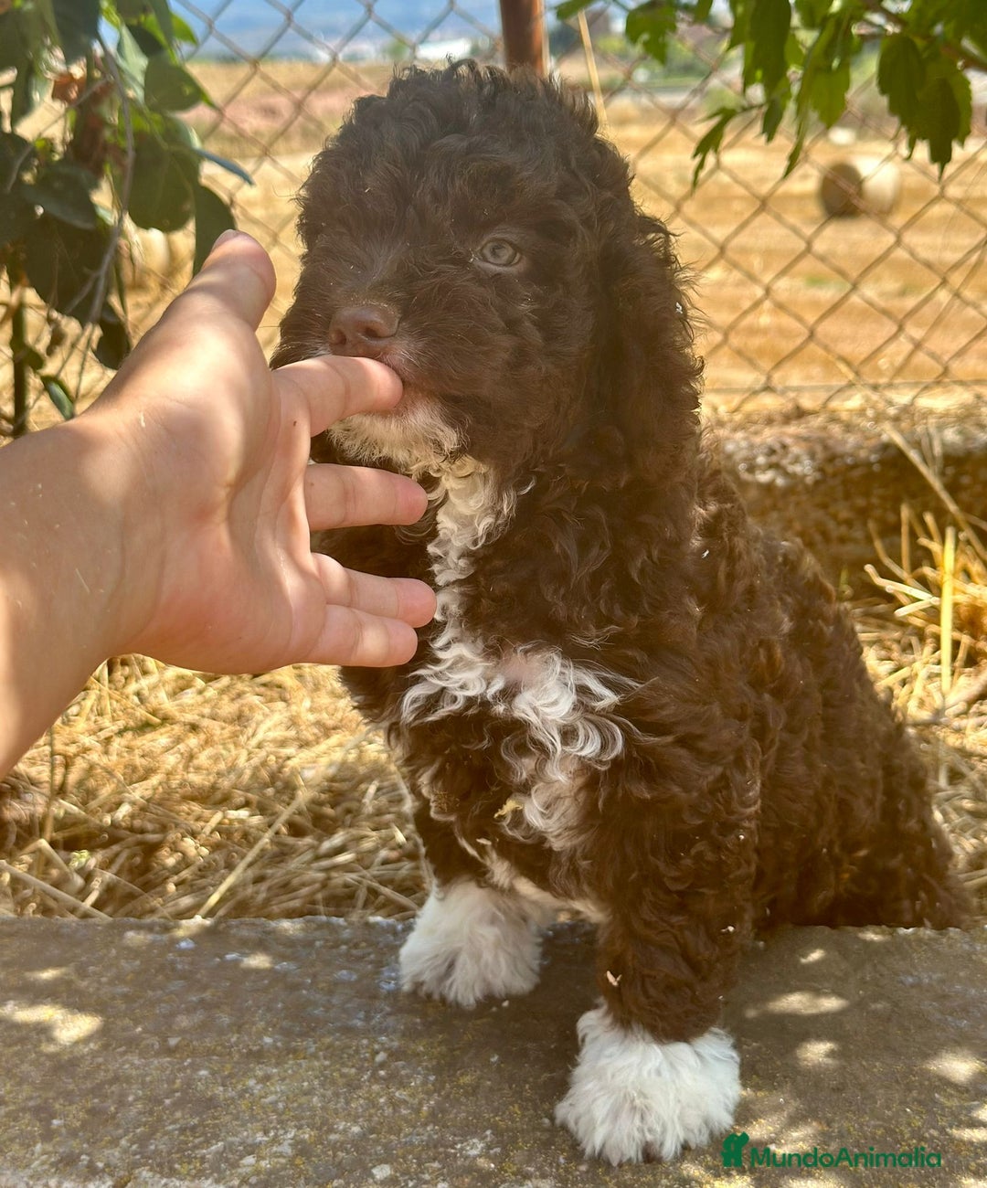 Perro de Agua Español perros en venta: Perro de agua español  - Imagen 2