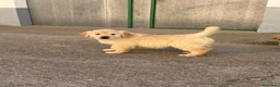 Golden Retriever perros en venta: CAMADAS DE GOLDEN RETRIEVER - Anuncio 3