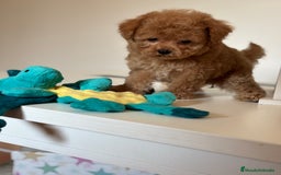 Maltipoo perros en venta: Maltipoo Tacita de Té Hembra  - Imagen 5