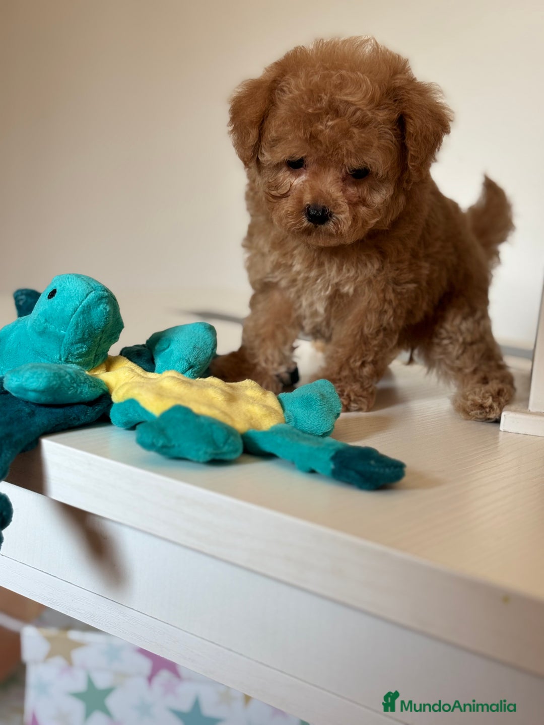 Maltipoo perros en venta: Maltipoo Tacita de Té Hembra  - Imagen 5