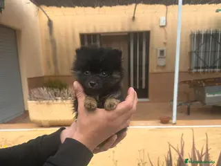 Pomerania perros Pomerania toy último macho black - Anuncio 18
