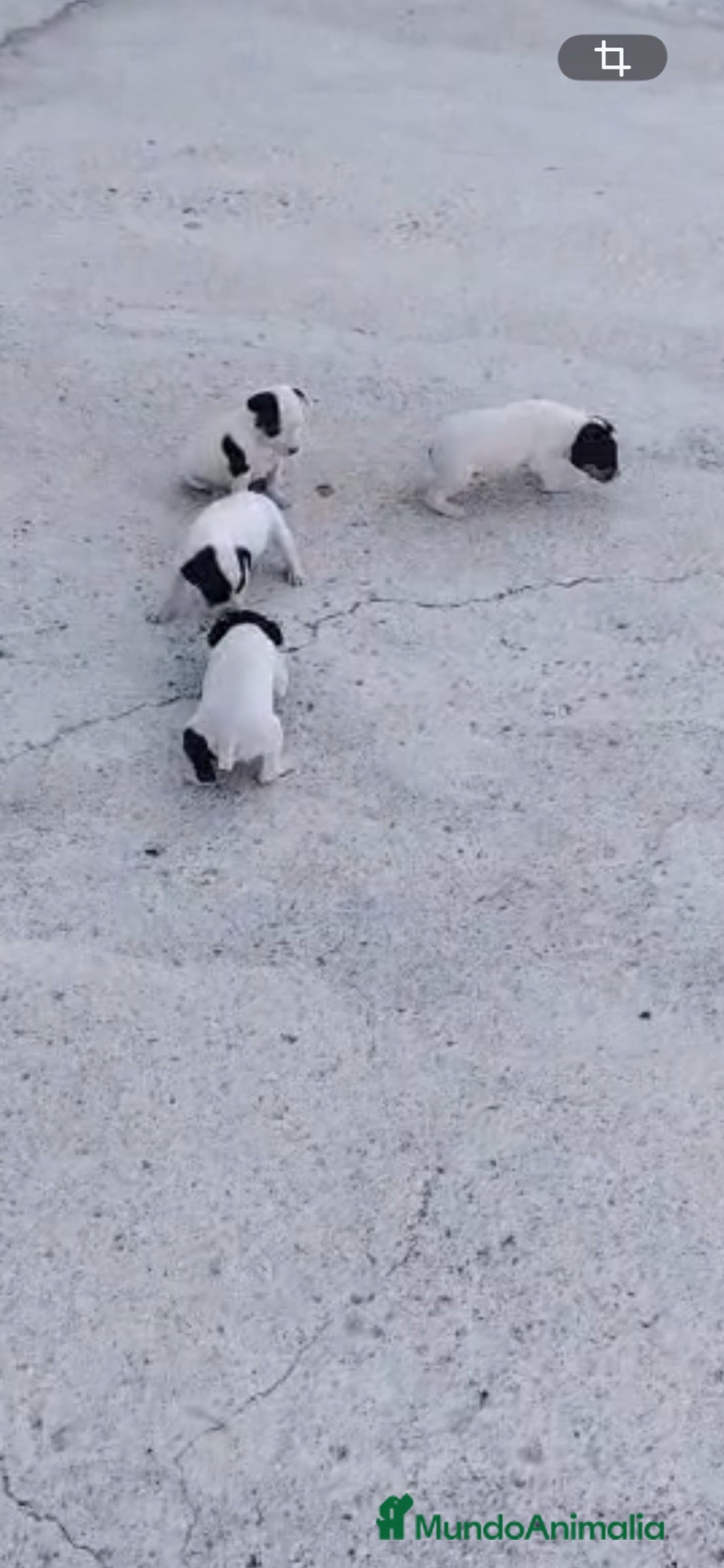 Ratonero Bodeguero Andaluz perros BODEGUEROS ANDALUCES - Anuncio 1
