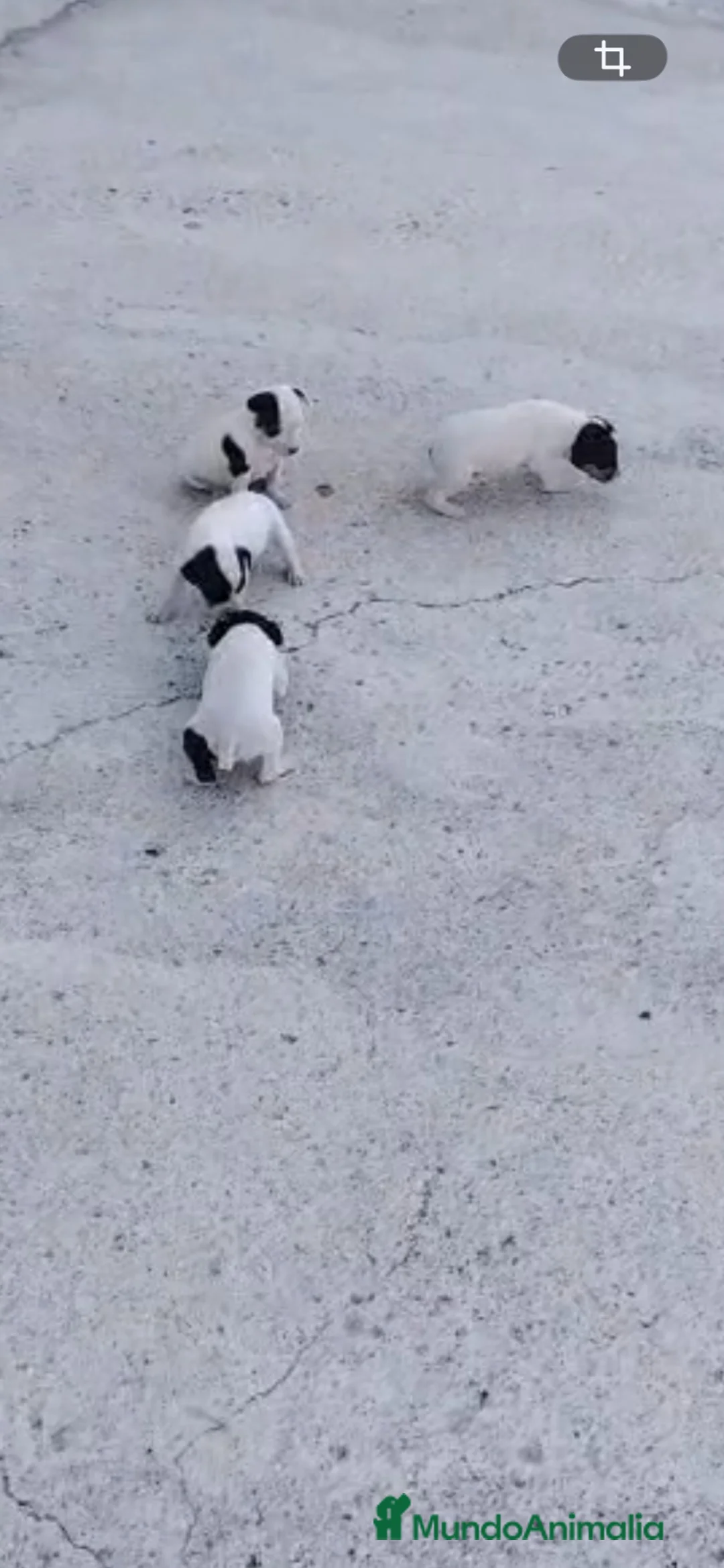 Ratonero Bodeguero Andaluz perros en venta: BODEGUEROS ANDALUCES en Murcia - Anuncio 1