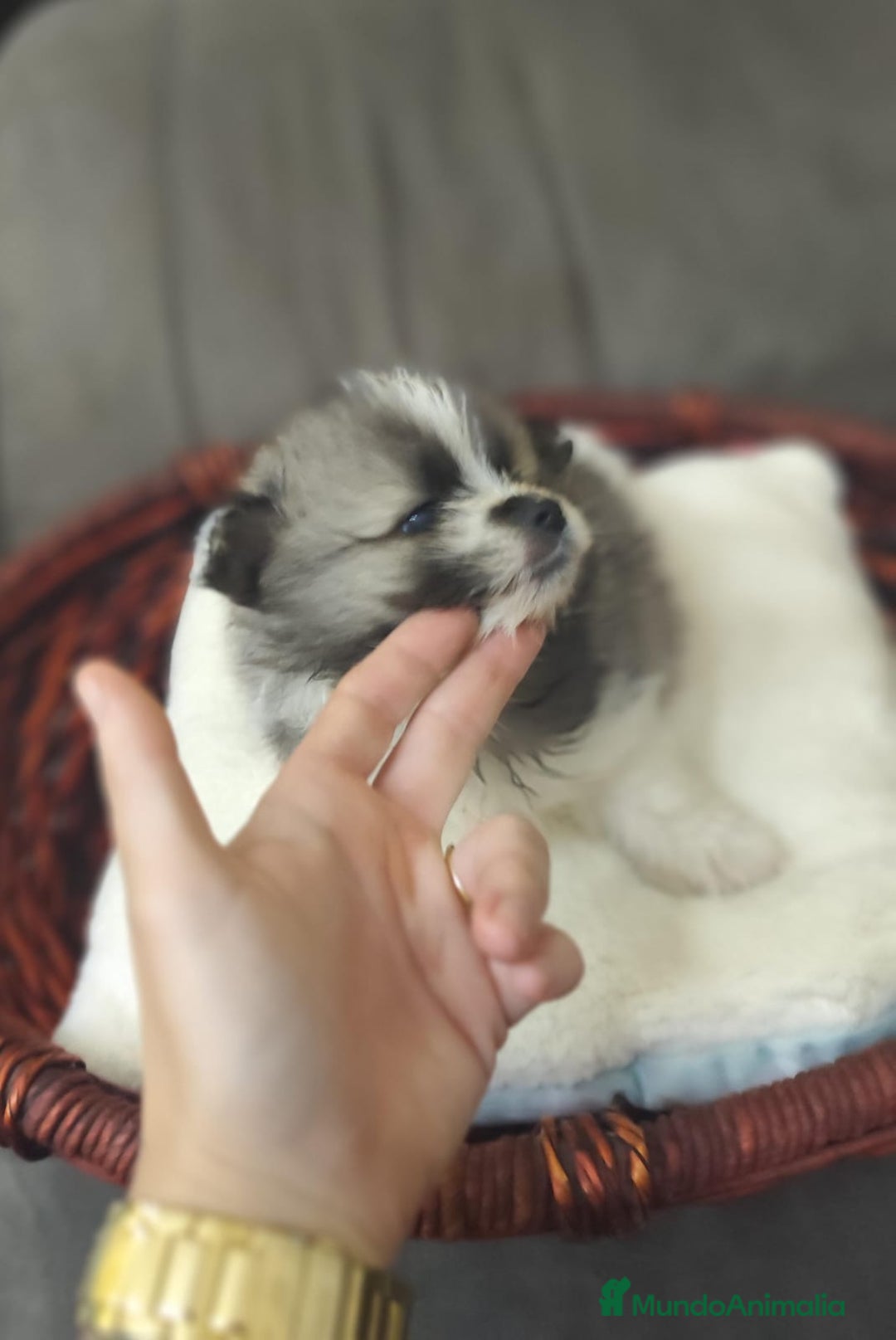 Pomerania perros en venta: Pomerania  - Anuncio 16