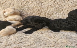 Caniche Toy perros en venta: ⚜️ caniche toy y enano 50 %asiatico ⚜️ - Imagen 4