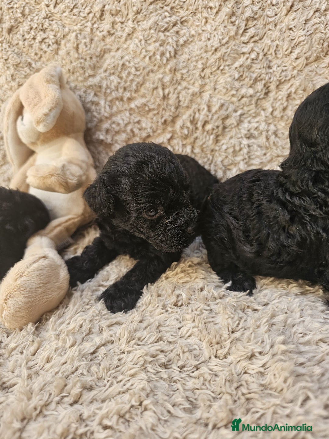 Caniche Toy perros en venta: ⚜️ caniche toy y enano 50 %asiatico ⚜️ - Imagen 4