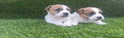 Jack Russell Terrier perros en venta: Jack Russell juguetones bicolor  - Anuncio 3