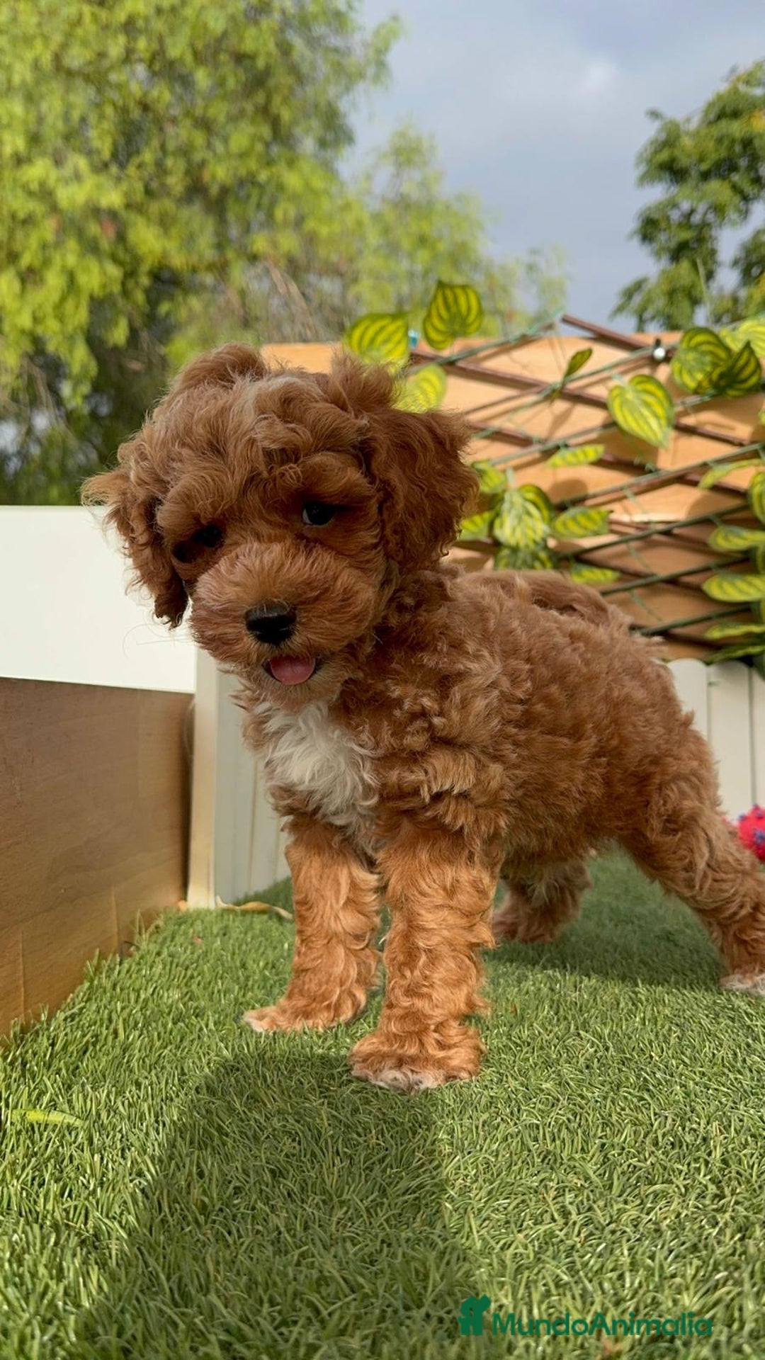 Caniche Toy perros en venta: CANICHE TOY MACHO - Imagen 12