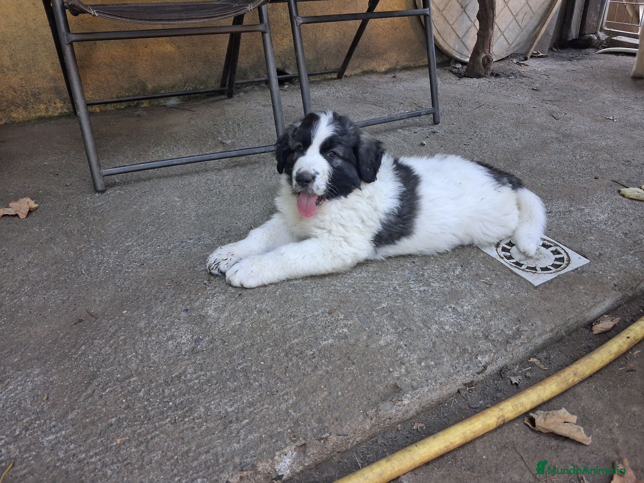 Mastín del Pirineo perros Cachorros mastín pirineos  - Anuncio 36