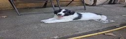 Mastín del Pirineo perros en venta: Cachorros mastín pirineos  - Anuncio 1