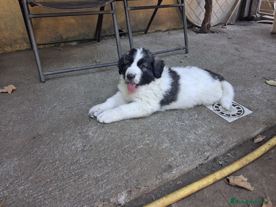 Mastín del Pirineo perros en venta: Cachorros mastín pirineos  - Anuncio 1