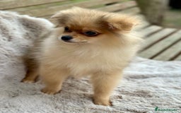 Pomerania perros en venta: POMERANIA TOY ECONÓMICO  - Anuncio 3