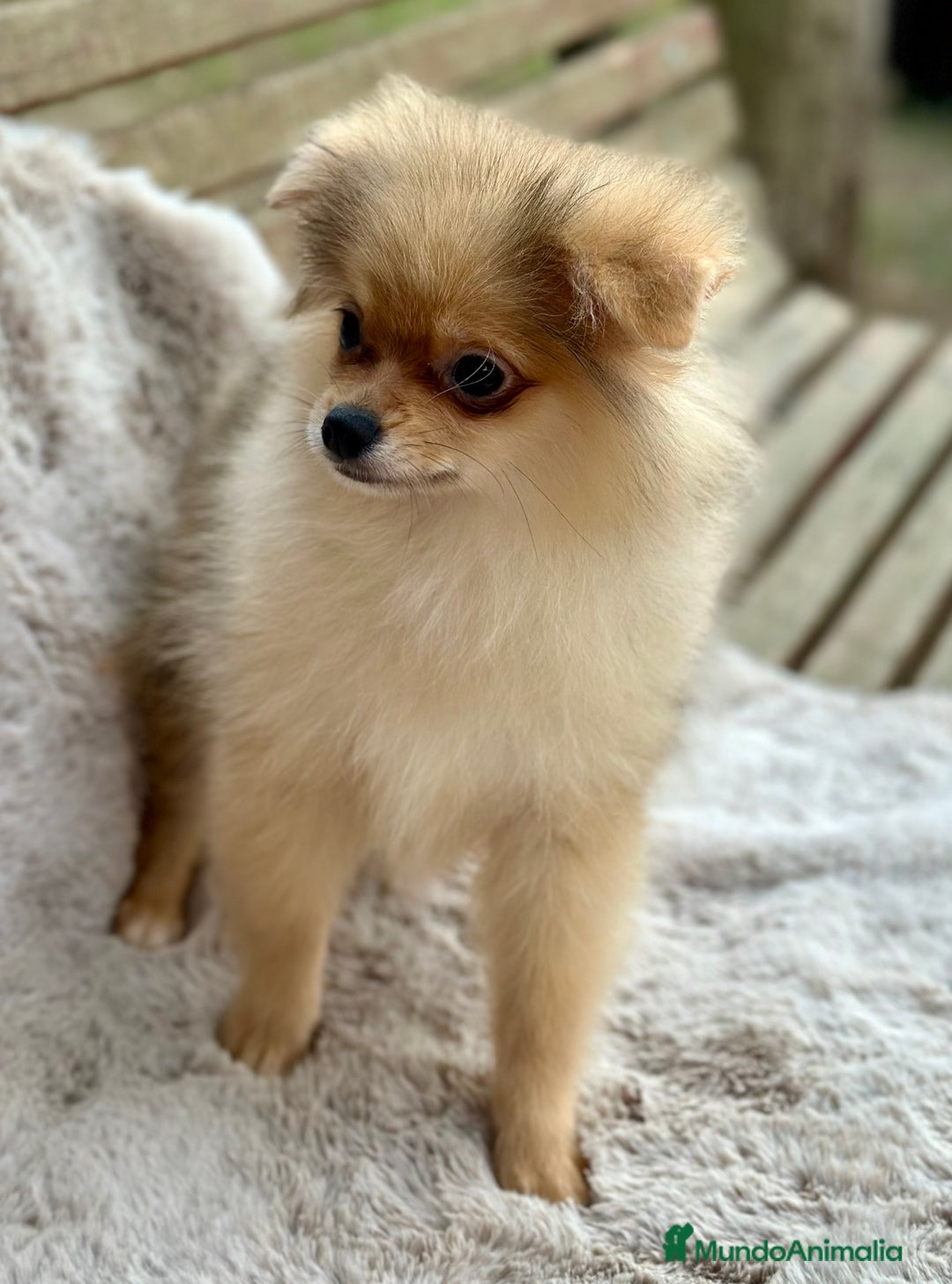 Pomerania perros en venta: POMERANIA TOY ECONÓMICO  - Anuncio 3
