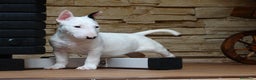 Bull Terrier perros en venta: CACHORROS BULL TERRIER - Anuncio 10