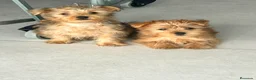 Yorkshire Terrier perros en venta: Yorkshire dorado - Anuncio 1