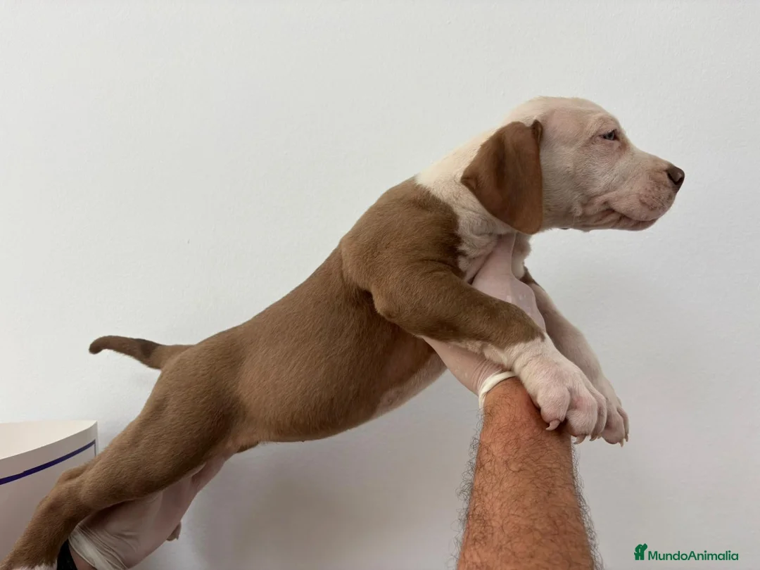 American Bully perros en venta: American bully  - Anuncio 2