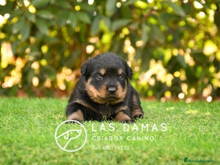 Rottweiler perros - Anuncio 28