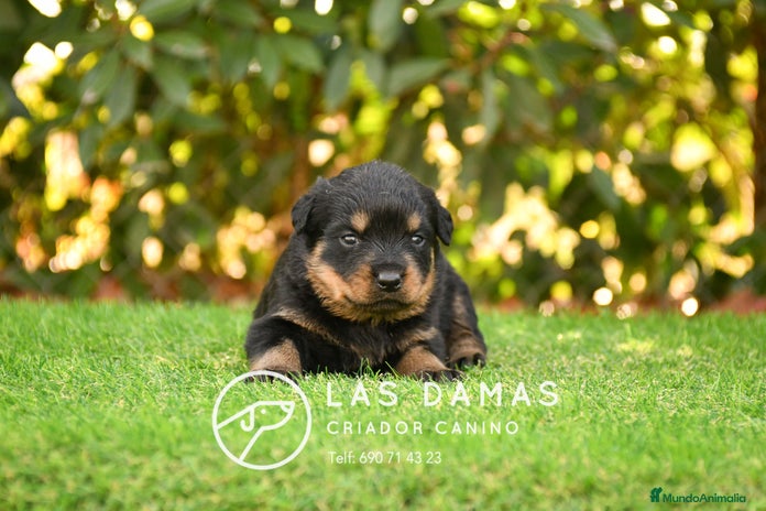 Rottweiler perros - Anuncio 1