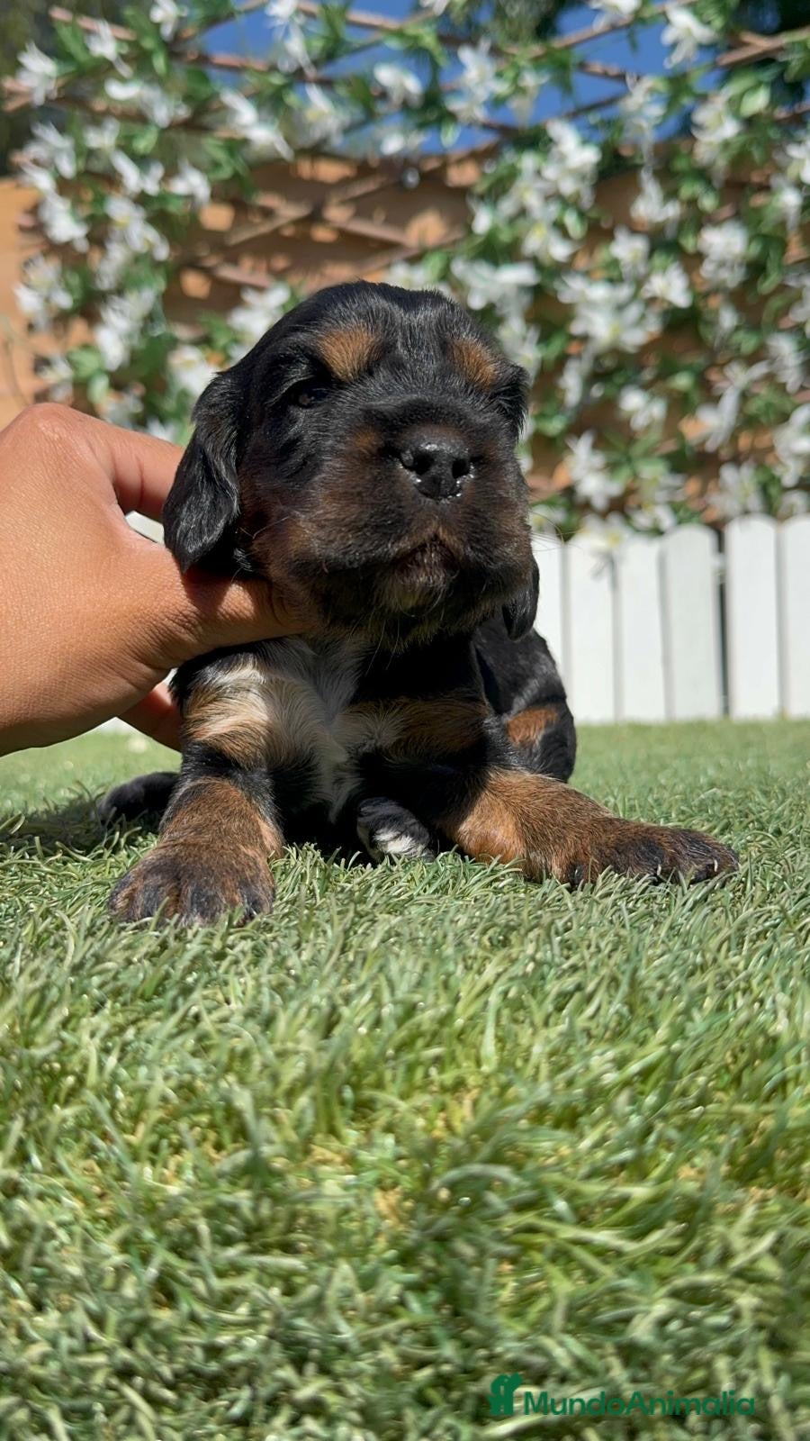Cocker Spaniel Inglés perros en venta: COCKER SPANIEL INGLÉS  - Anuncio 12