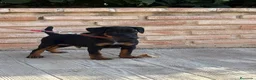 Terrier Alemán de Caza perros en venta: Cachorro Jagd terrier gran calidad  - Anuncio 4