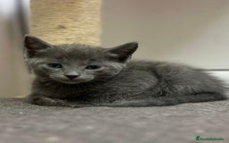 Azul Ruso gatos en venta: Azul ruso  en Barcelona - Imagen 3