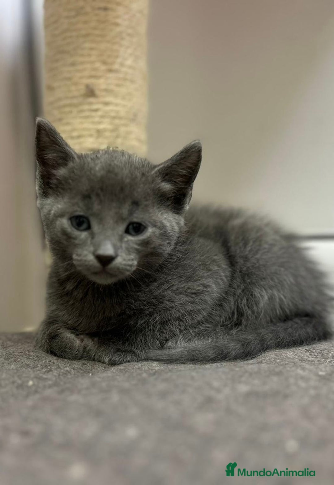Azul Ruso gatos en venta: Azul ruso  en Barcelona - Imagen 3