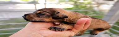 Schnauzer Miniatura Cachorro 4