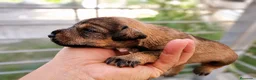 Schnauzer Miniatura perros en venta: Schnauzer cachorros  - Anuncio 8